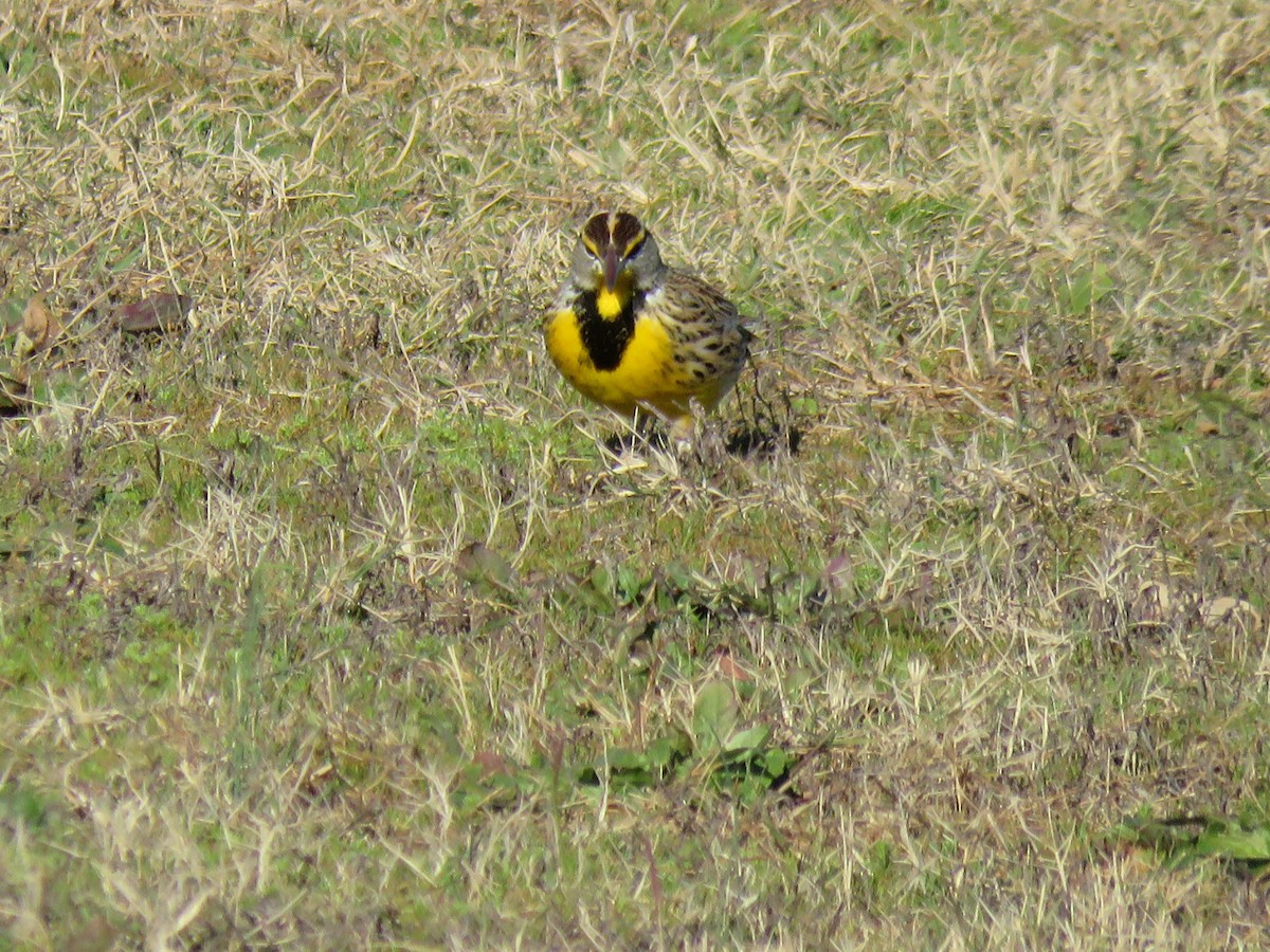 ヒガシマキバドリ - ML646029255