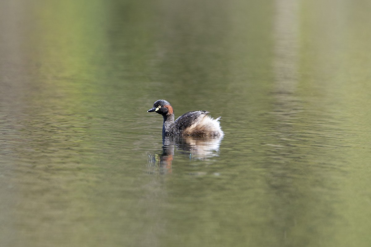 Australasian Grebe - ML646029260
