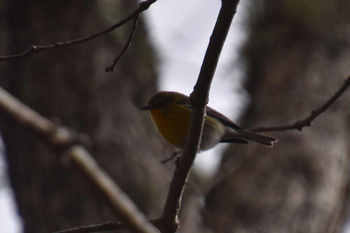 Kiefernwaldsänger - ML646029264