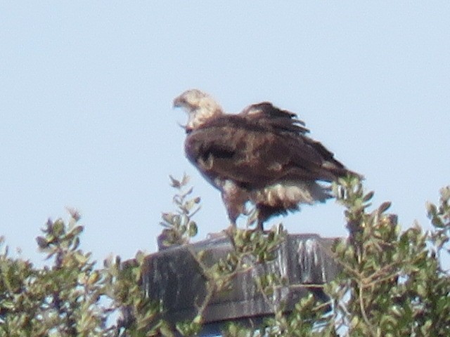 Pygargue à tête blanche - ML646029268