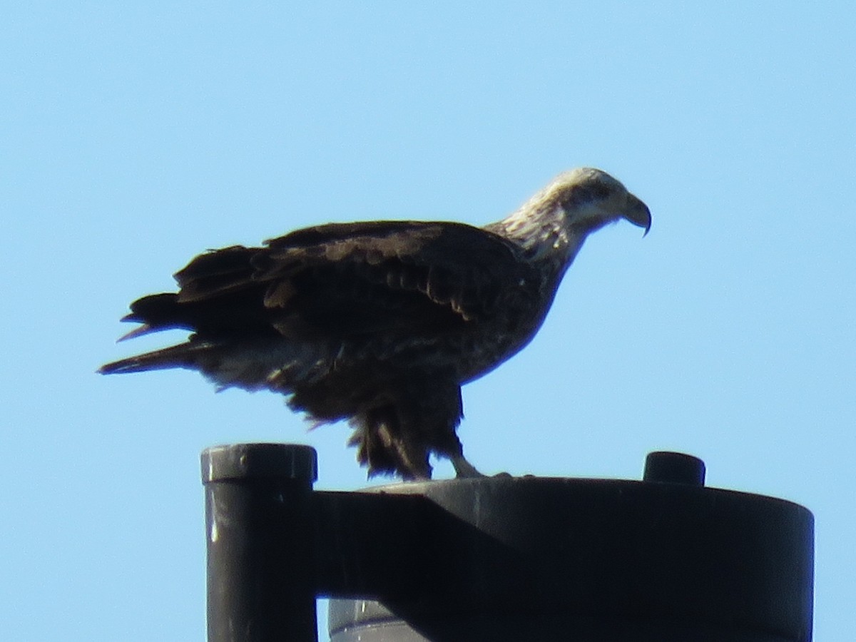 Pygargue à tête blanche - ML646029269
