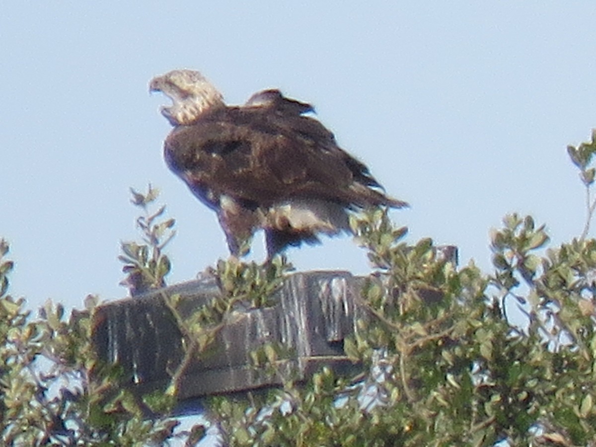 Pygargue à tête blanche - ML646029270