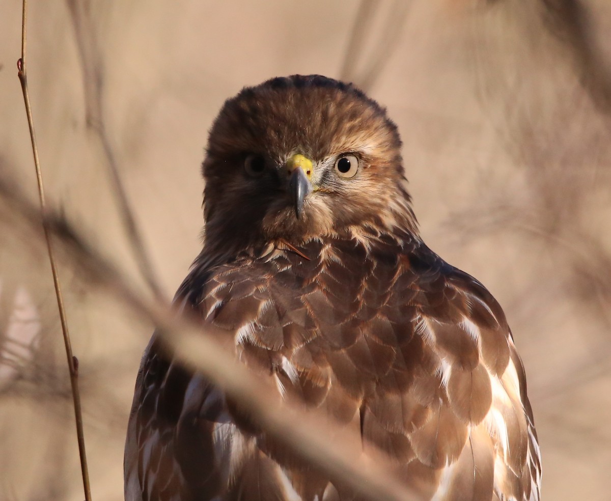 カタアカノスリ - ML646029272