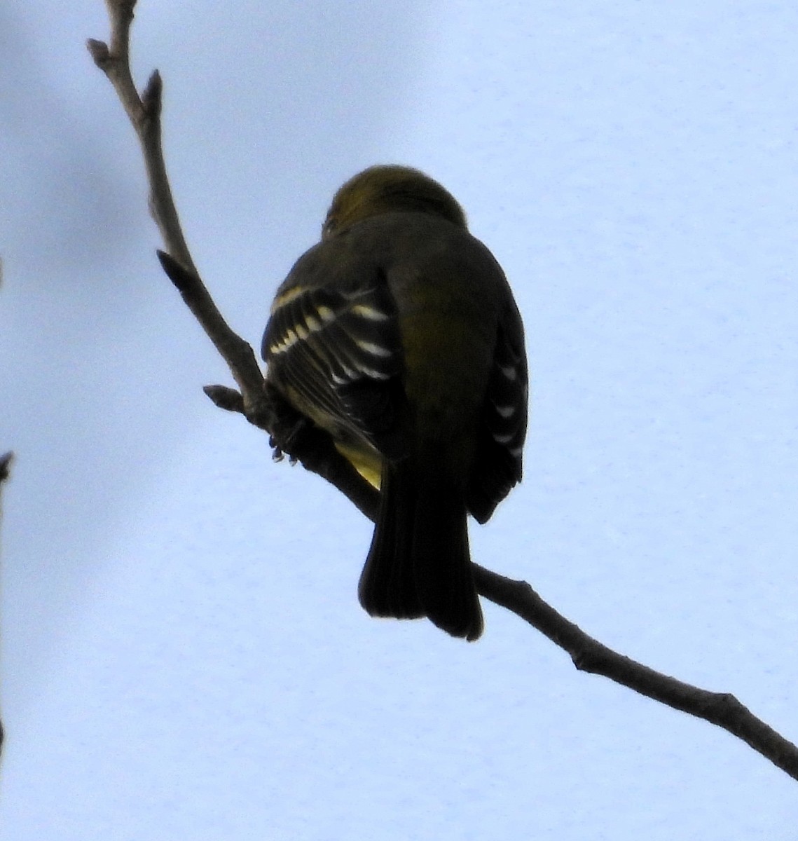 Western Tanager - ML646029276