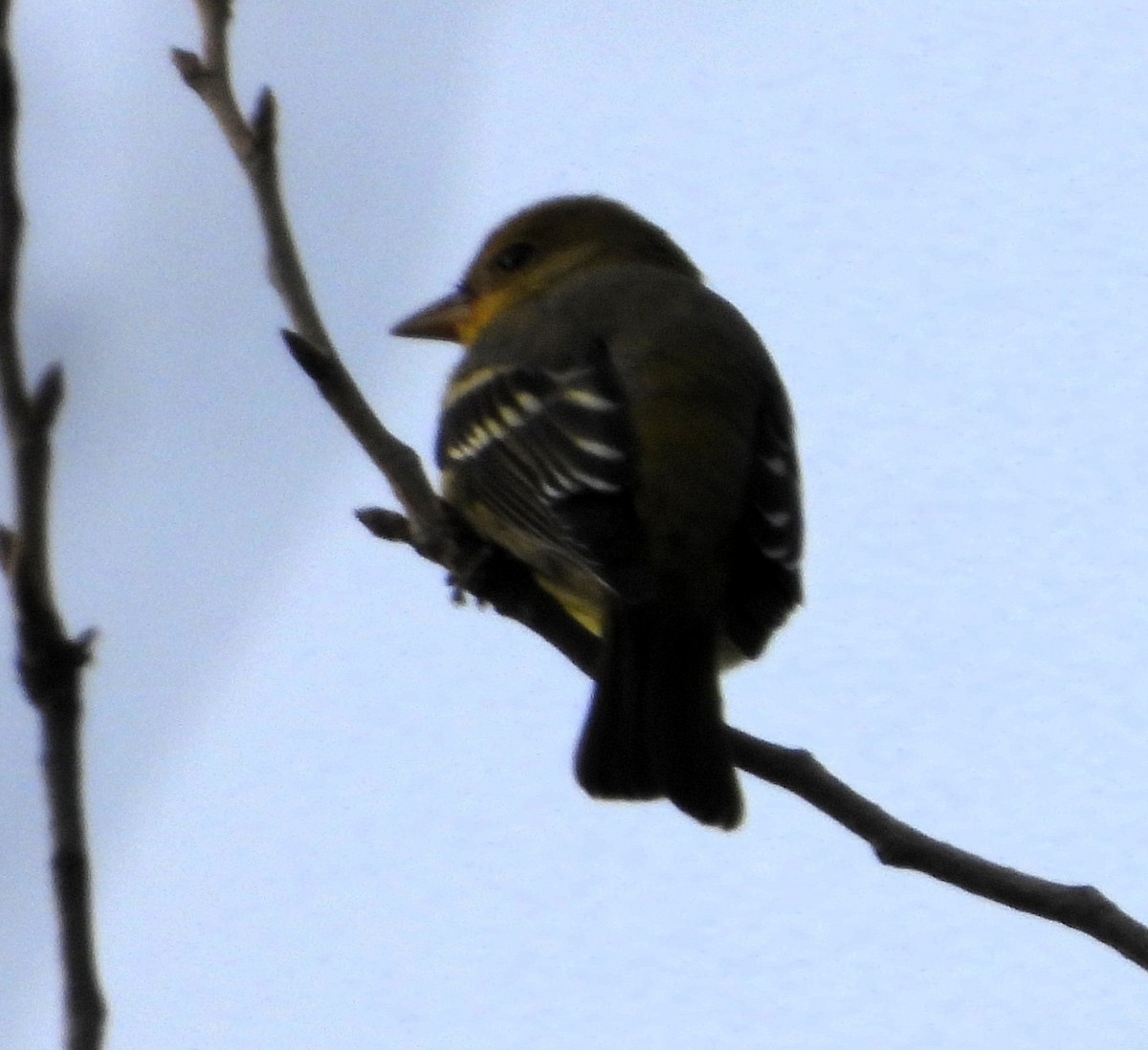 Western Tanager - ML646029277