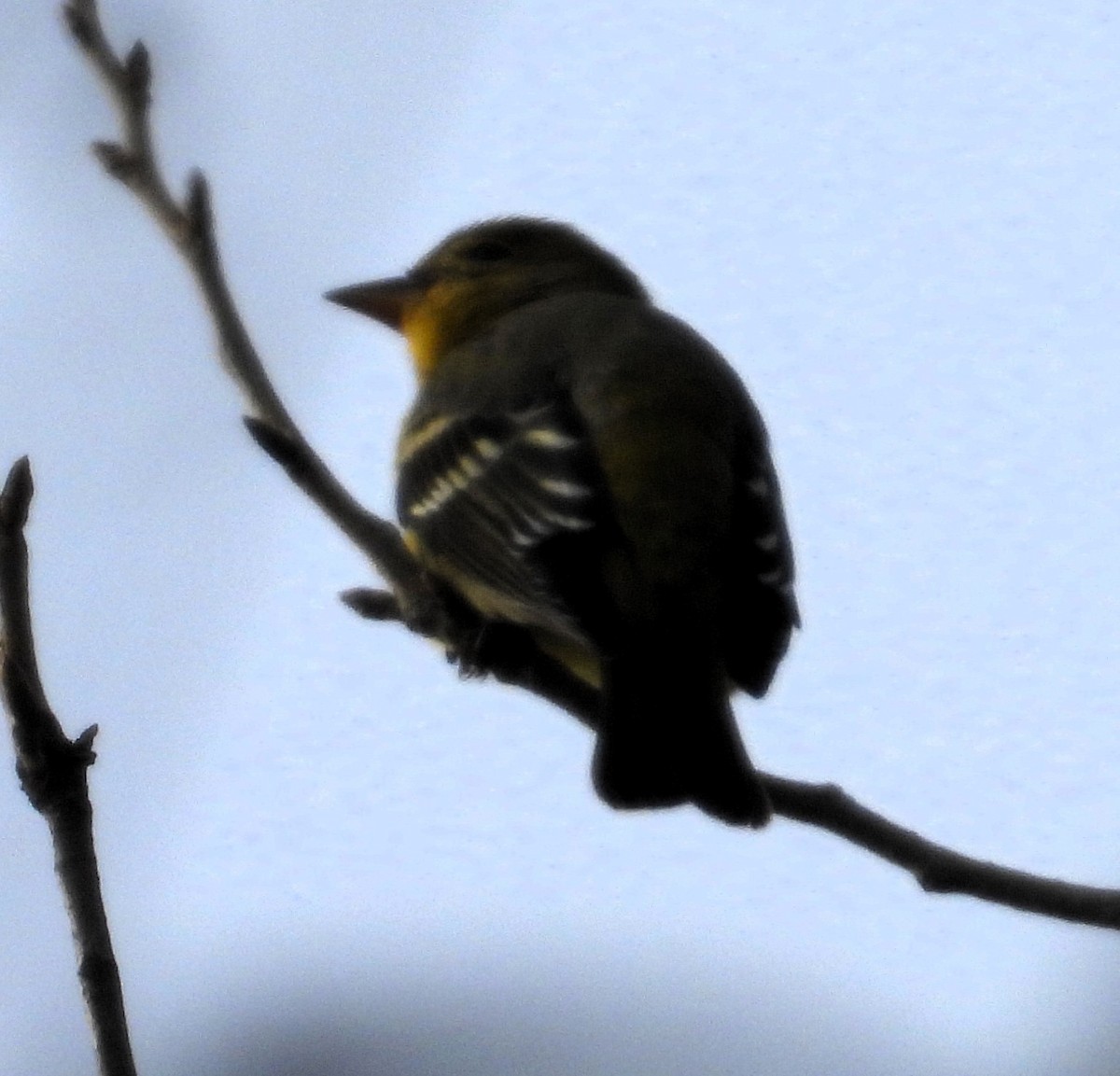 Western Tanager - ML646029278