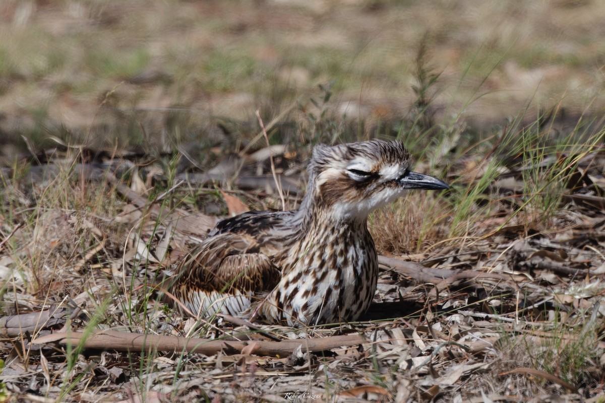 Bush Thick-knee - ML646029284