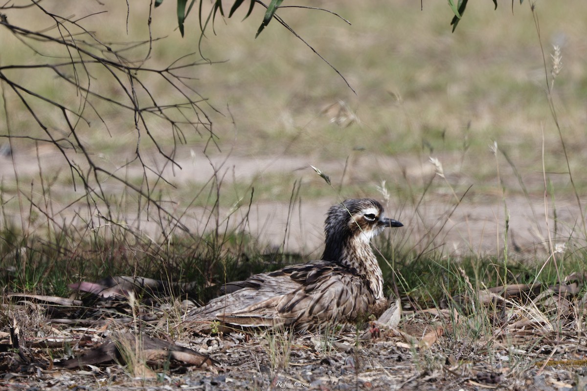 Bush Thick-knee - ML646029285