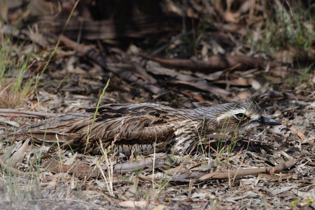 Bush Thick-knee - ML646029286