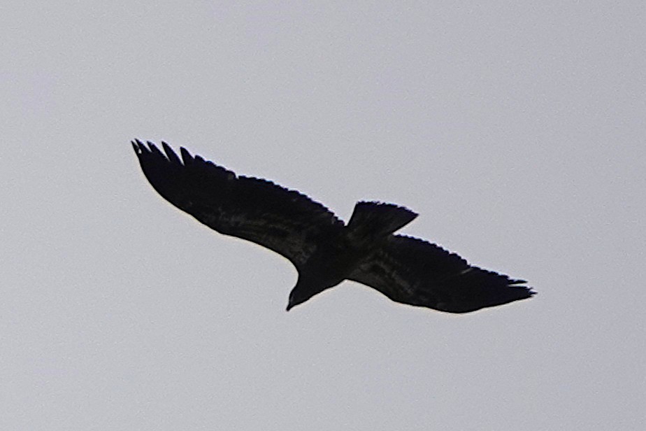 Pygargue à tête blanche - ML646029315