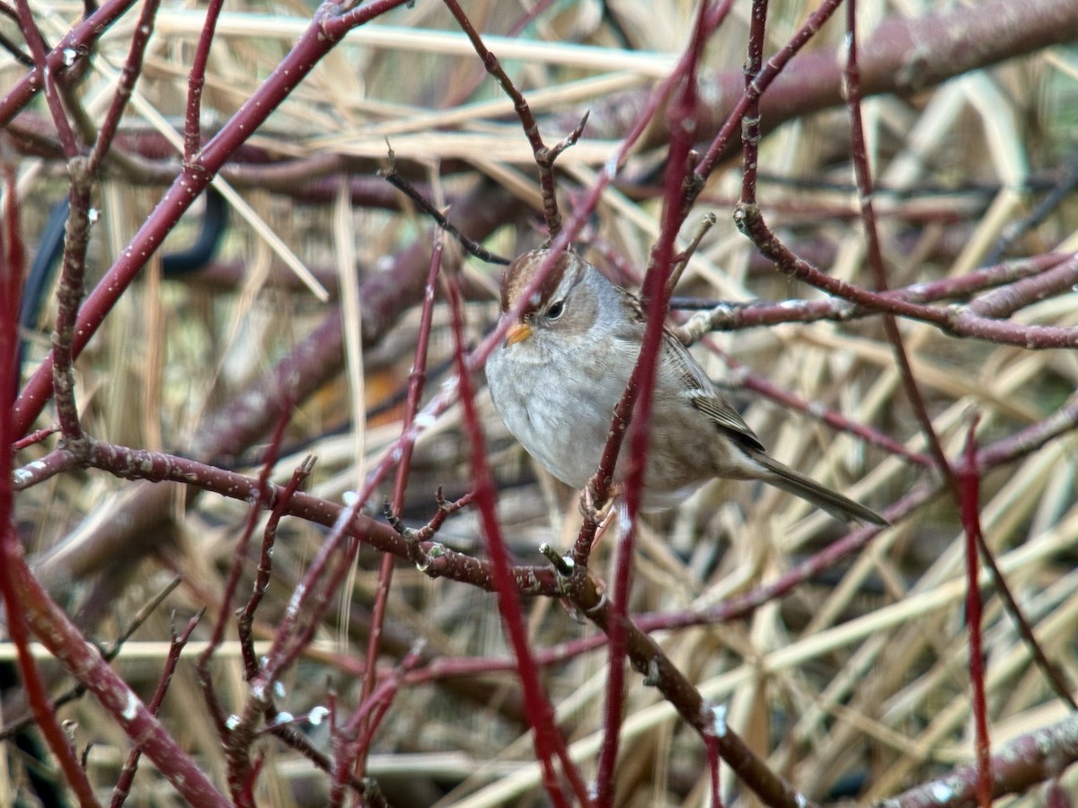 Porsuk Serçesi - ML646029316