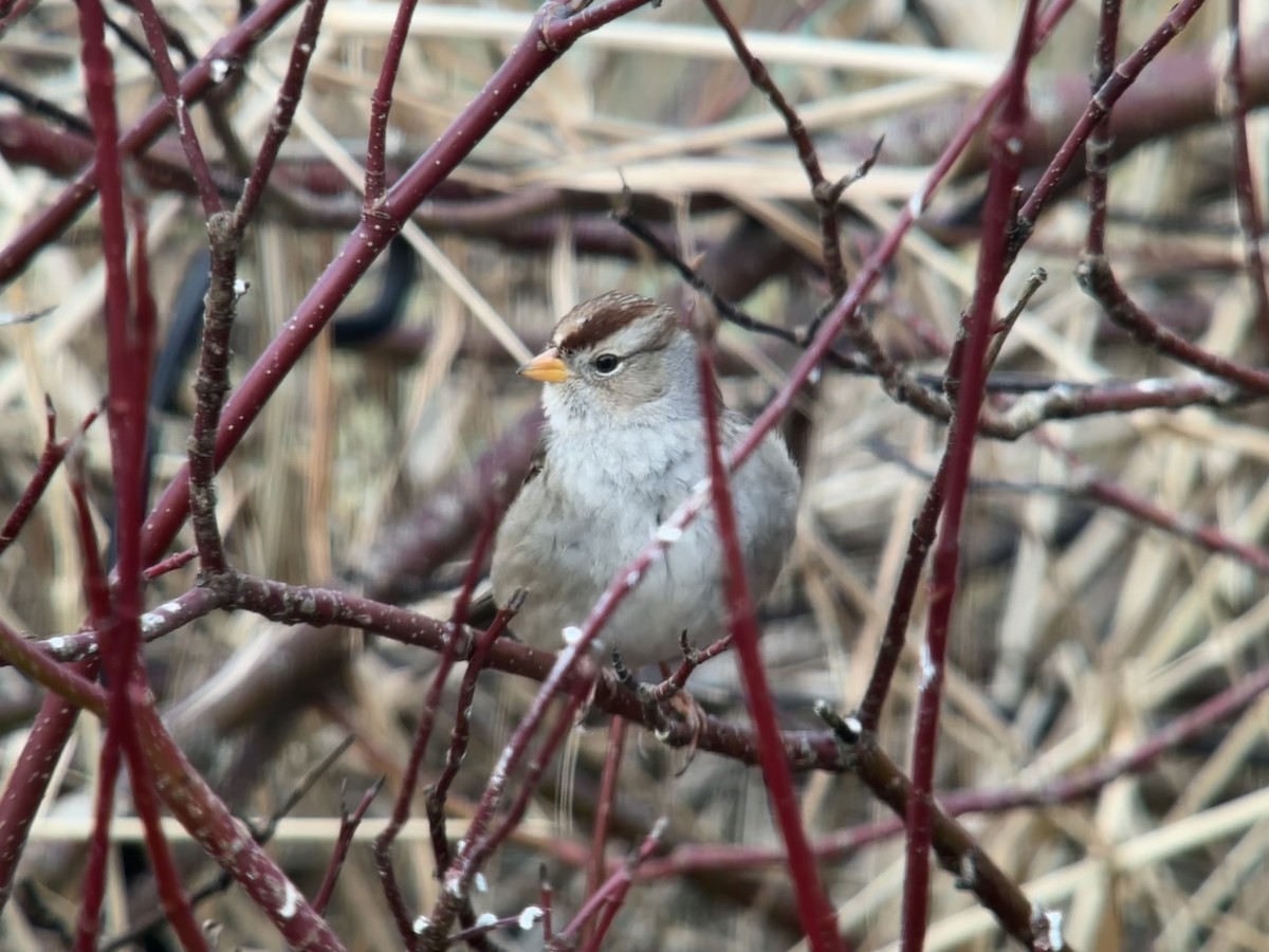 Porsuk Serçesi - ML646029317