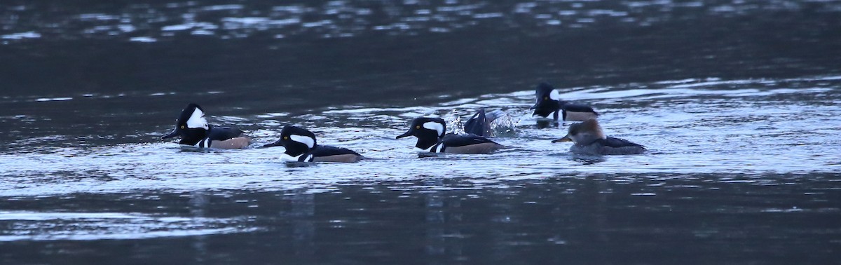 オウギアイサ - ML646029321