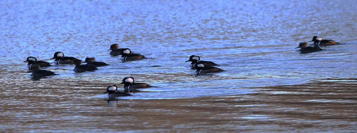 オウギアイサ - ML646029325