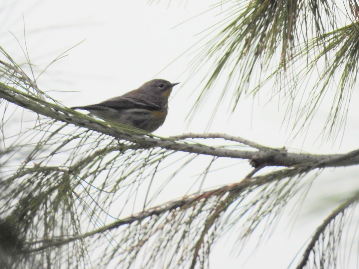 Пісняр-лісовик жовтогузий - ML646029327