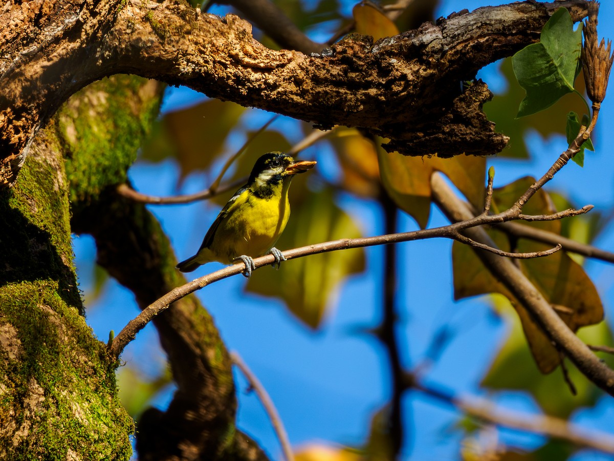 Yellow-bellied Tit - ML646029330