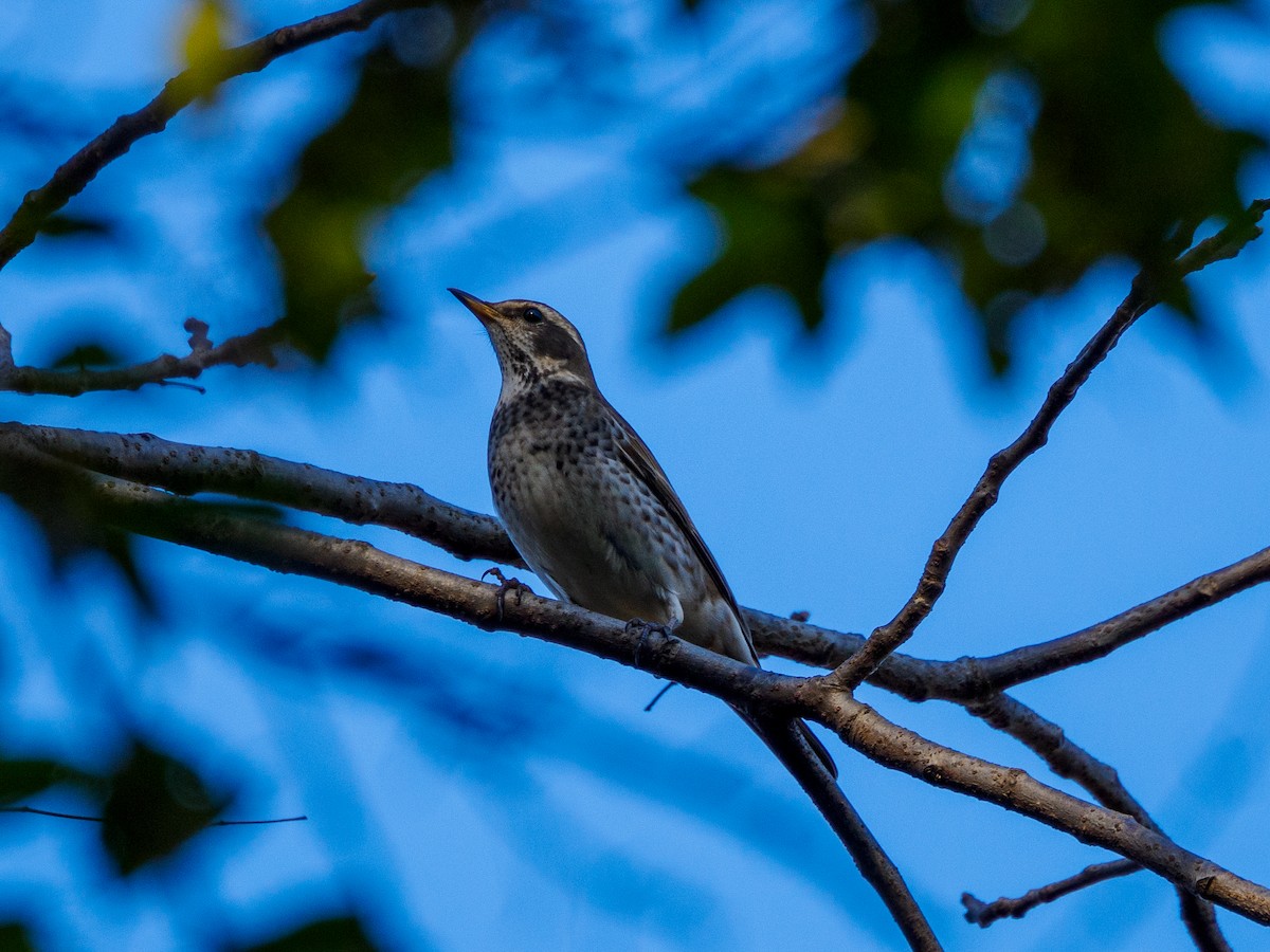 Dusky Thrush - ML646029332