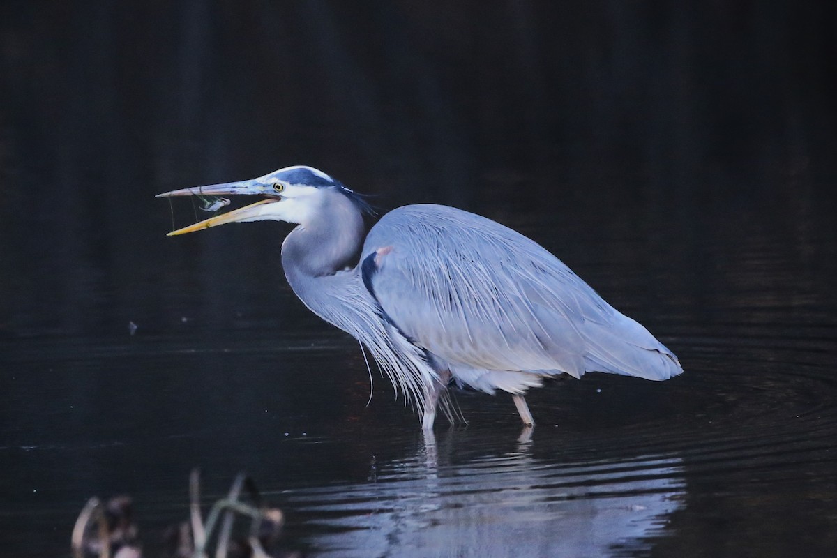 オオアオサギ - ML646029334