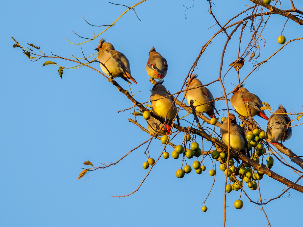 Japanese Waxwing - ML646029335