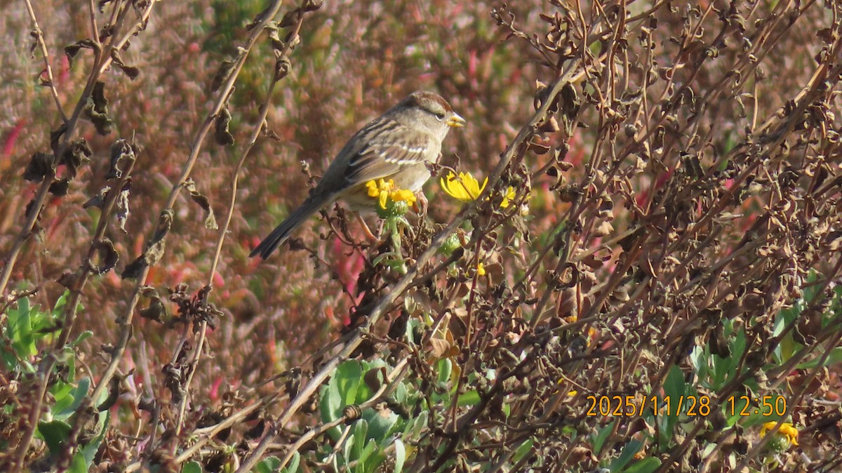 Porsuk Serçesi (gambelii) - ML646029336