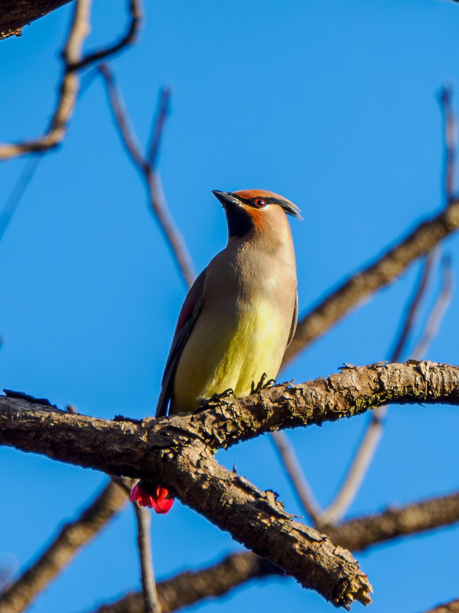 Japanese Waxwing - ML646029340