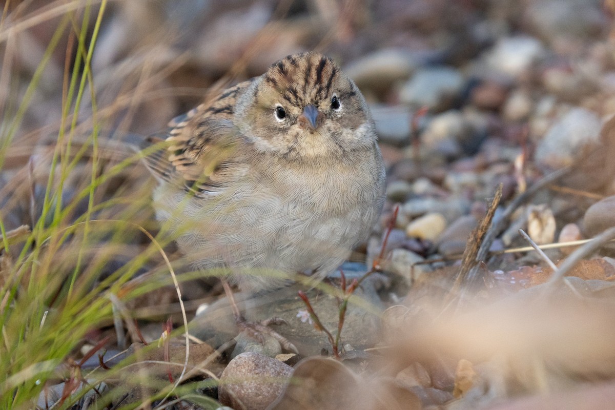 Карнатка білоброва - ML646029341