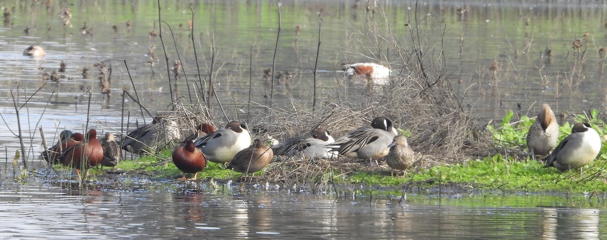 Northern Pintail - ML646029343