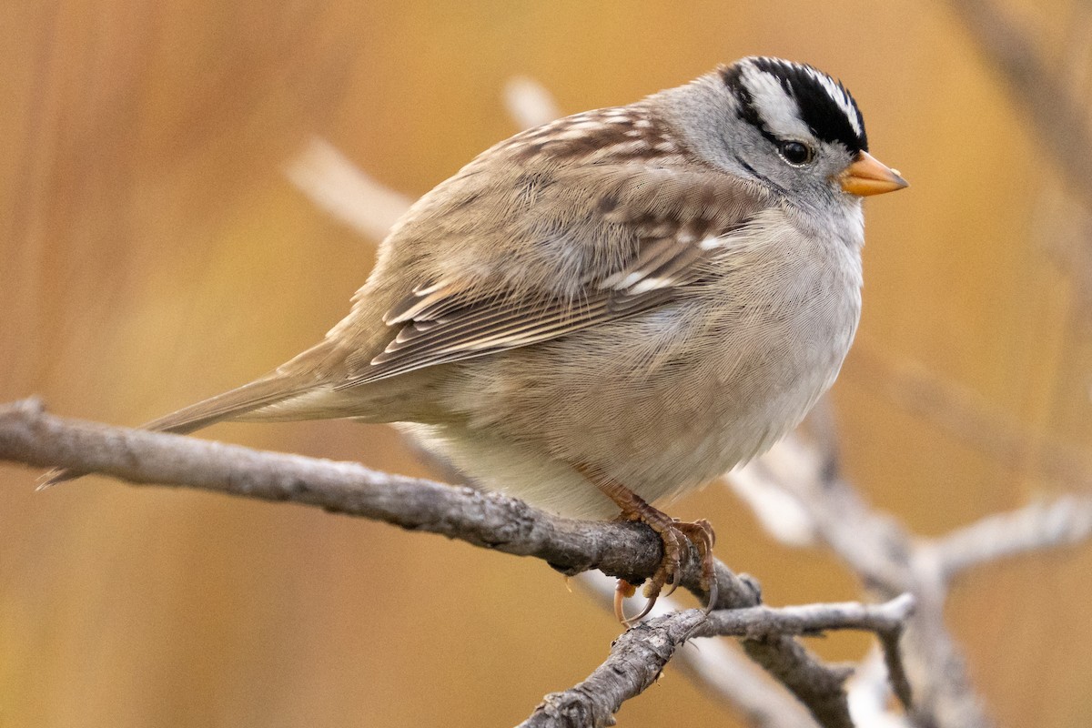 Porsuk Serçesi - ML646029344