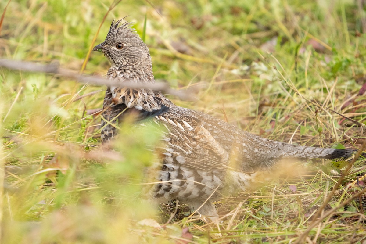 jeřábek kanadský - ML646029345