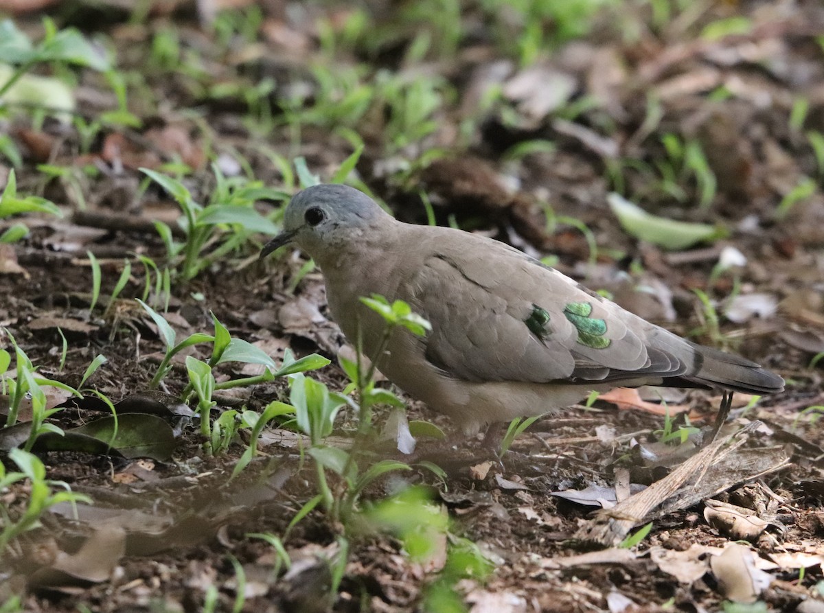 Bronzeflecktaube - ML646029346