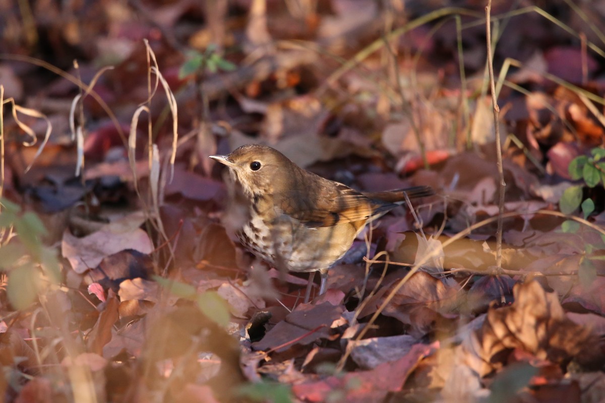 Дрозд-отшельник - ML646029349