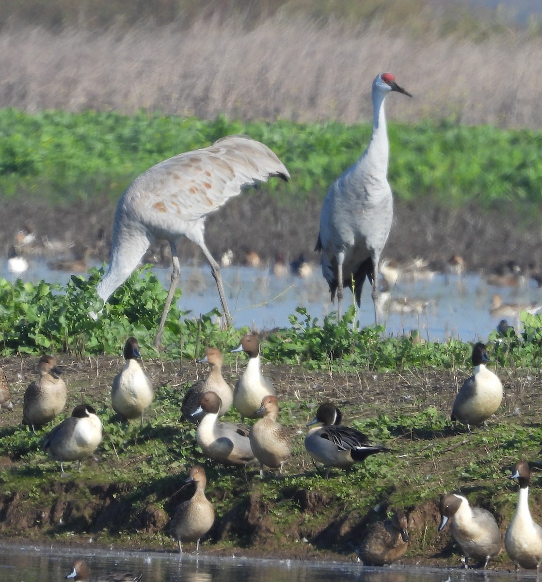 Northern Pintail - ML646029354