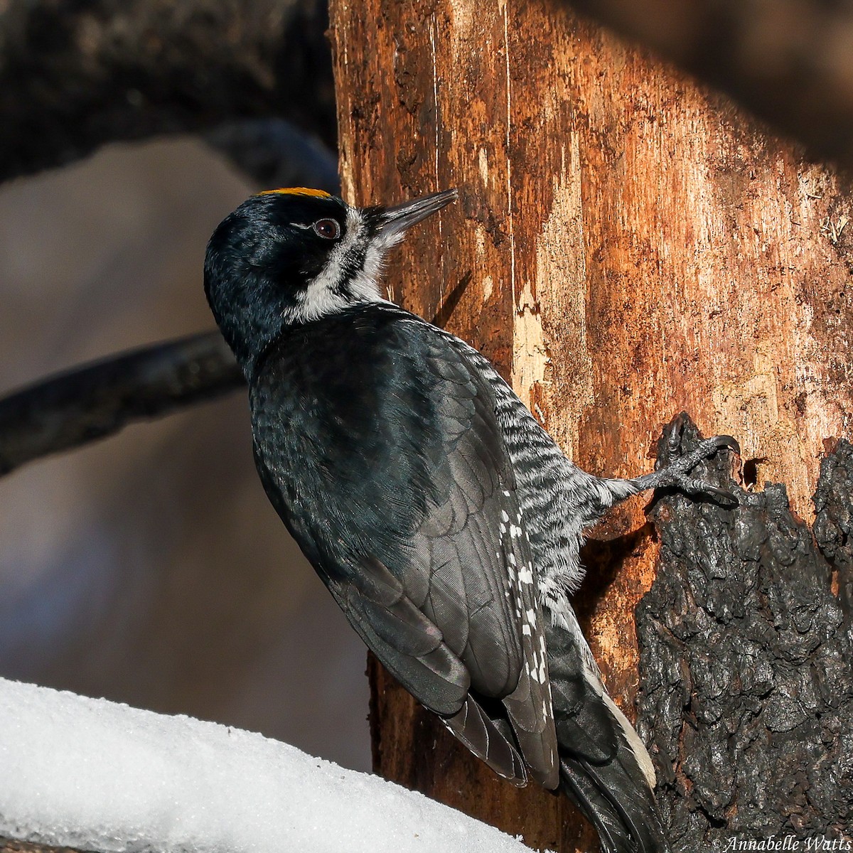 Black-backed Woodpecker - ML646029359