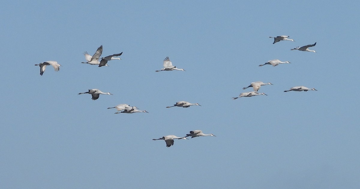 Sandhill Crane - ML646029360
