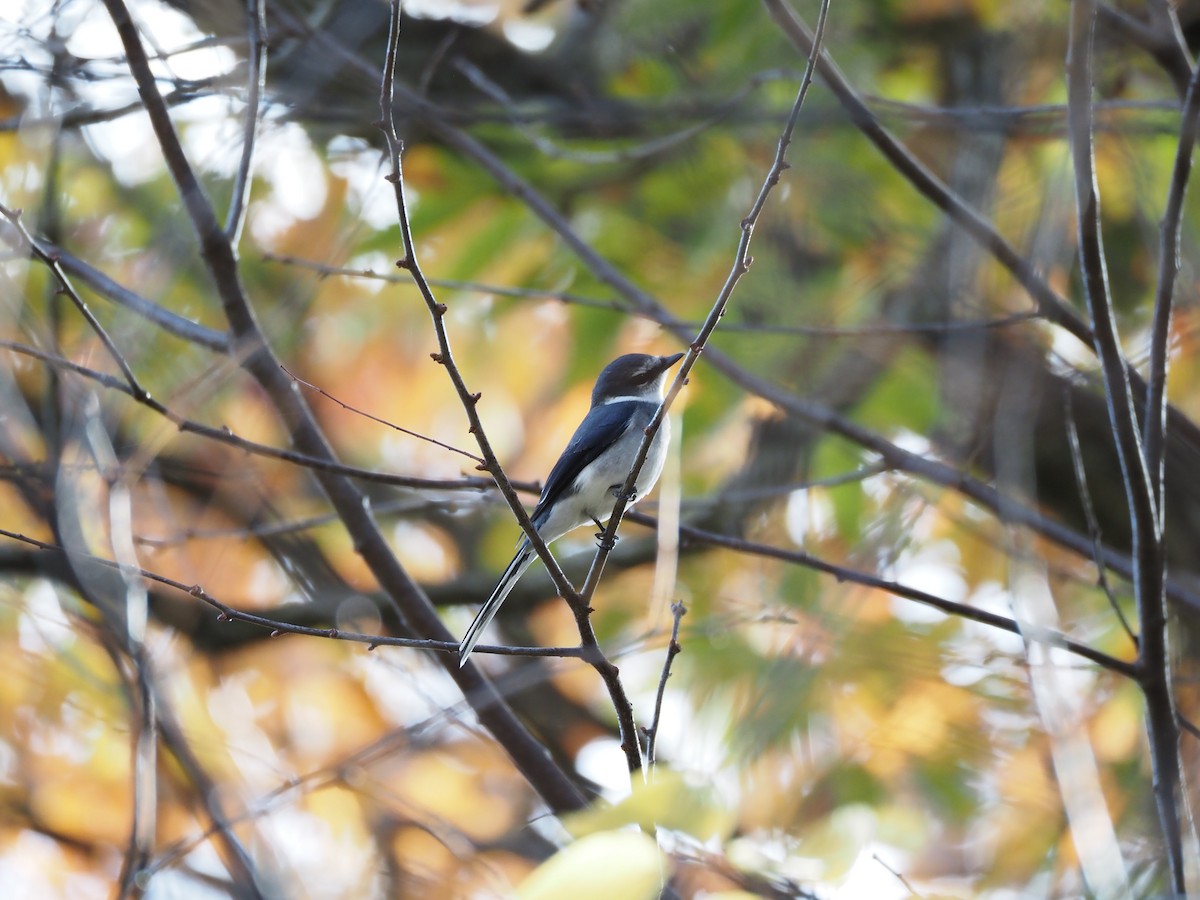 琉球山椒鳥 - ML646029367