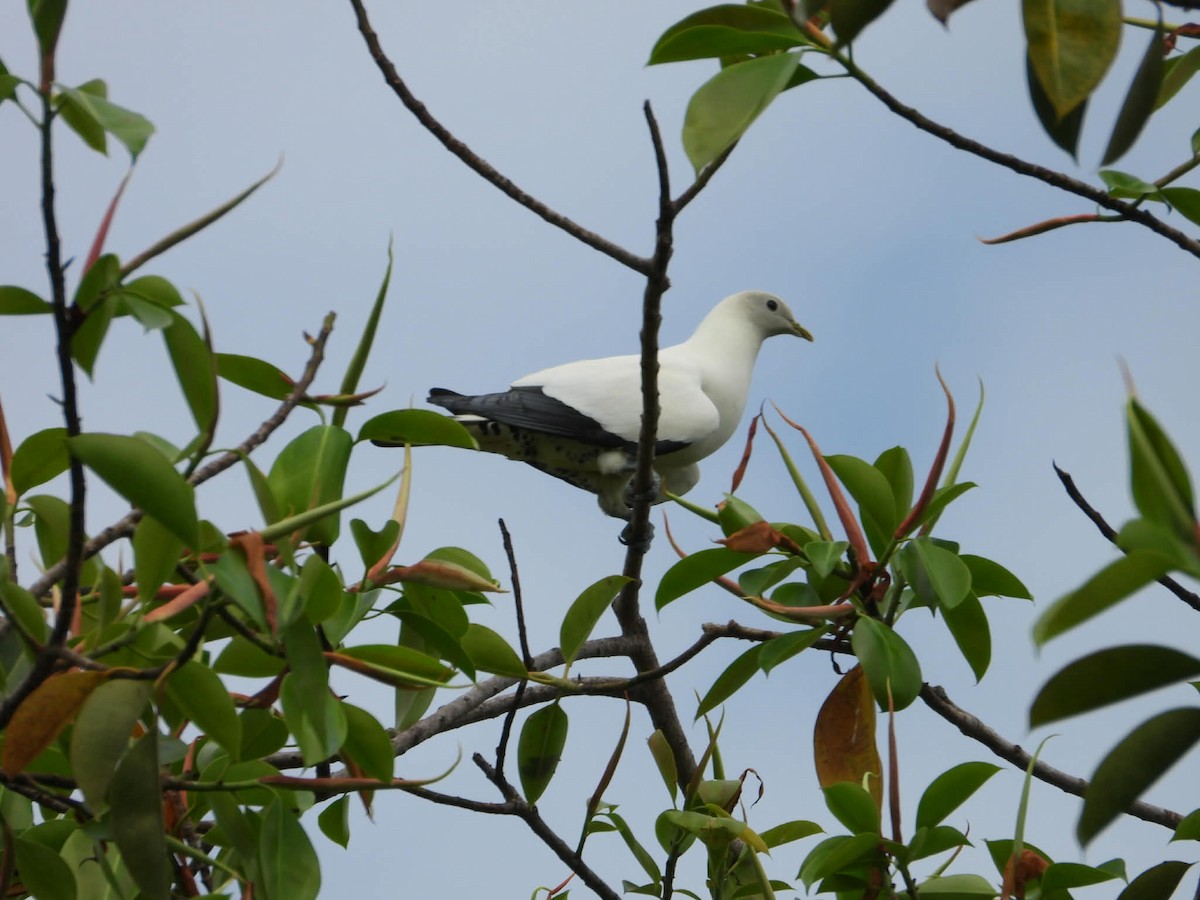 Carpophage argenté - ML646029368