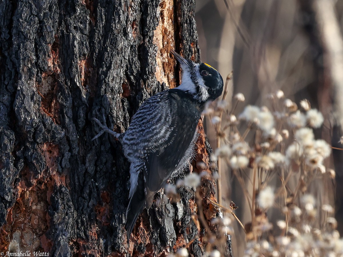 Black-backed Woodpecker - ML646029369