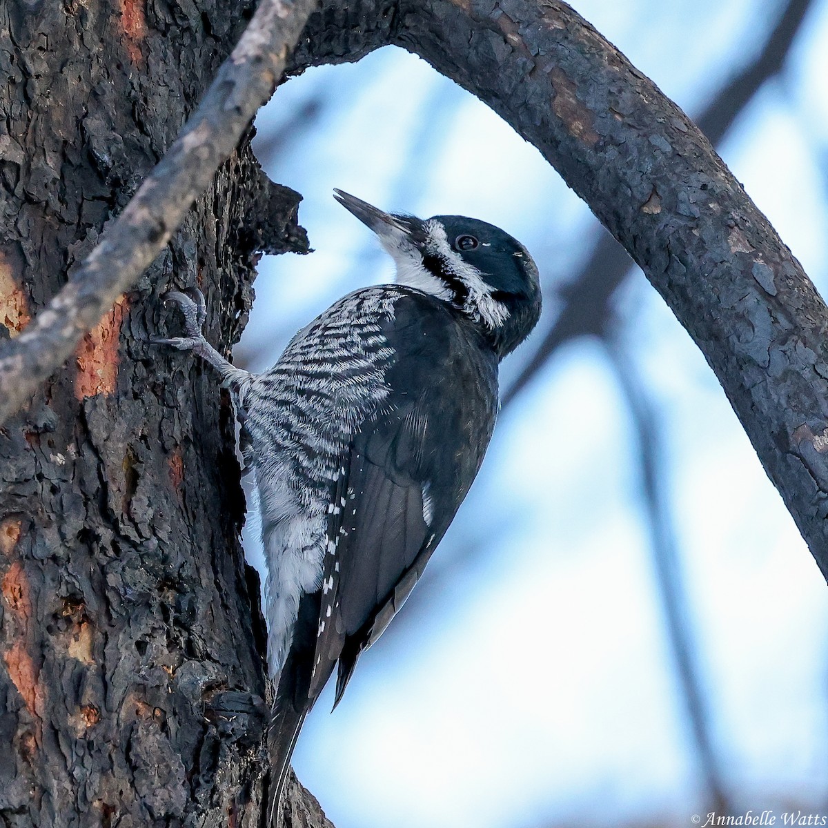 Black-backed Woodpecker - ML646029370