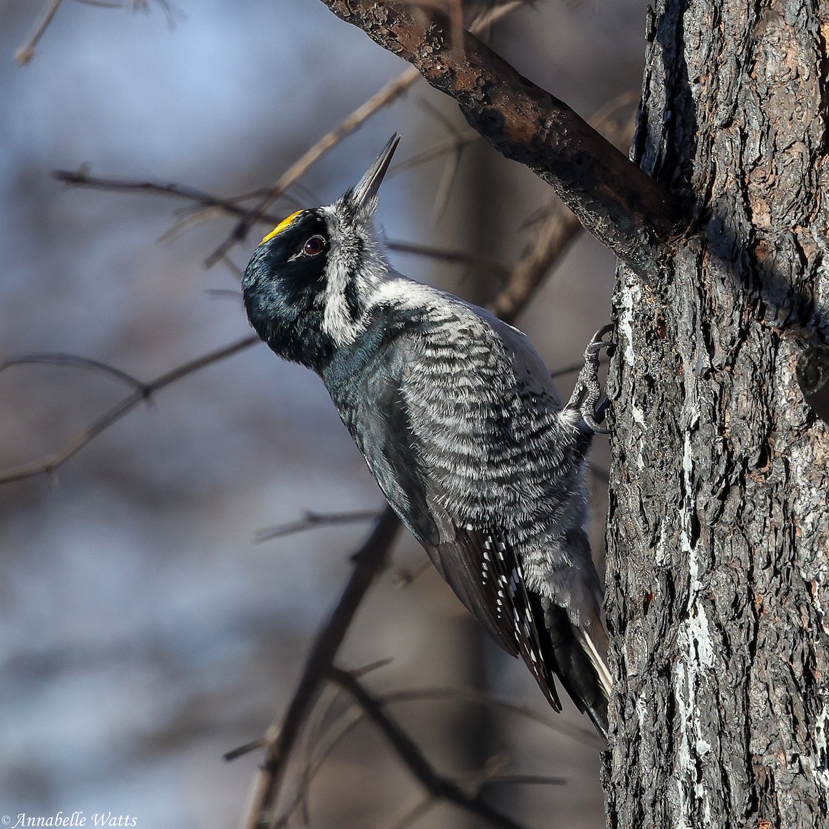 Black-backed Woodpecker - ML646029371