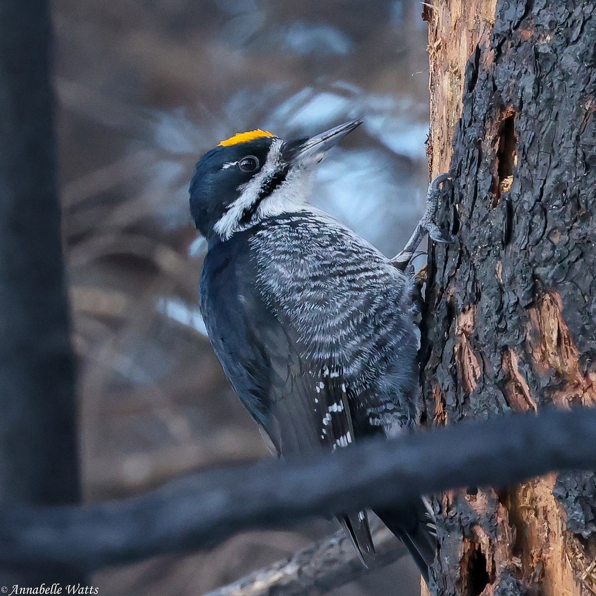 Black-backed Woodpecker - ML646029372
