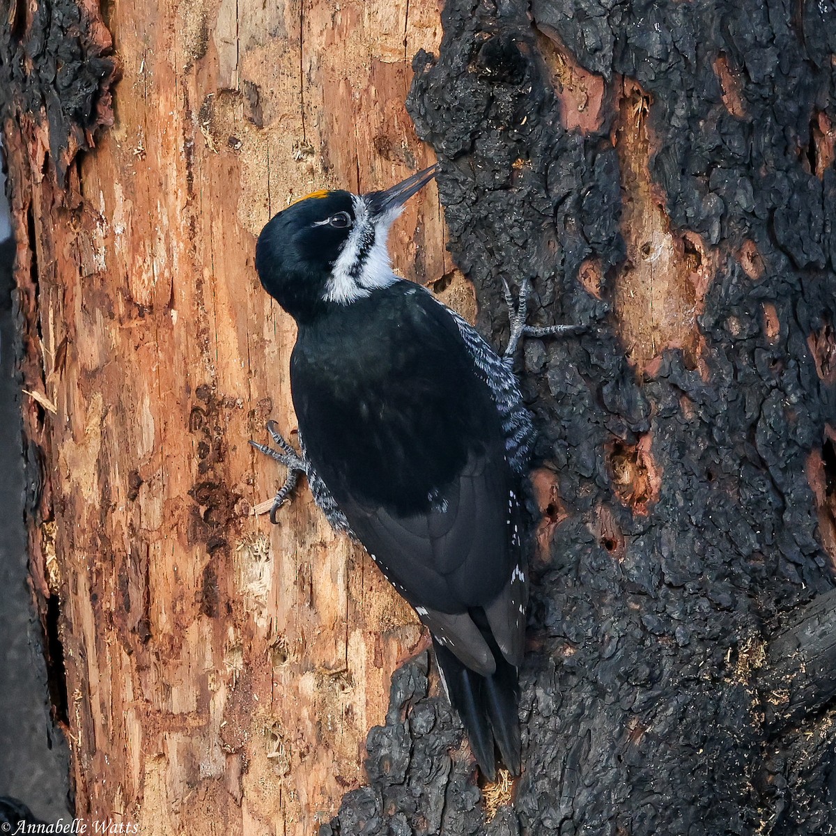 Black-backed Woodpecker - ML646029374