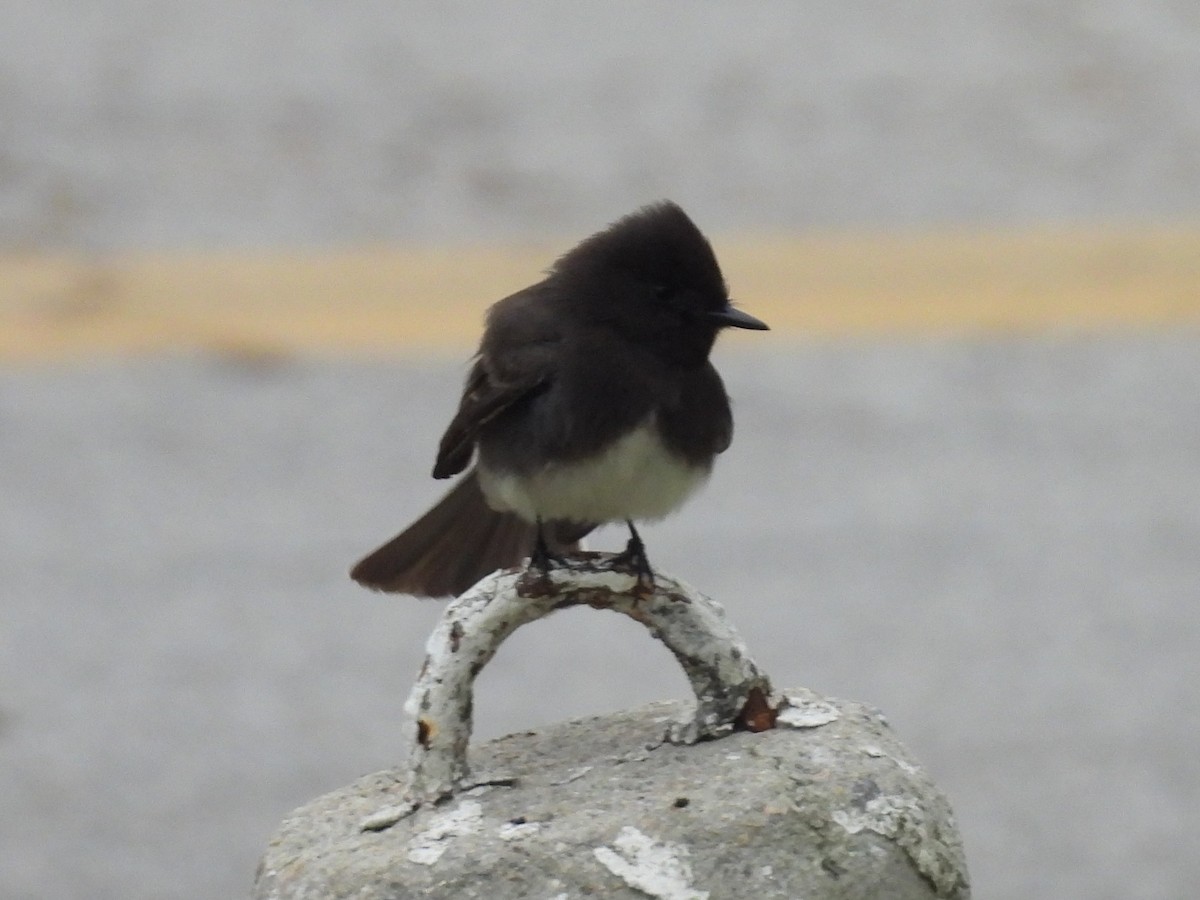Black Phoebe - ML646029377