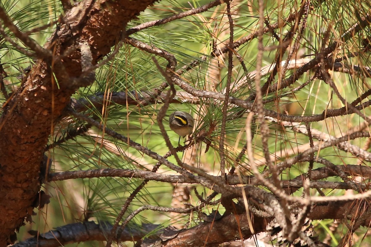 アメリカキクイタダキ - ML646029379