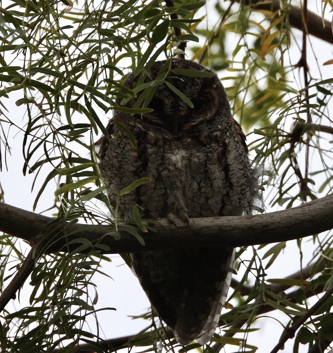 Flammulated Owl - ML646029380