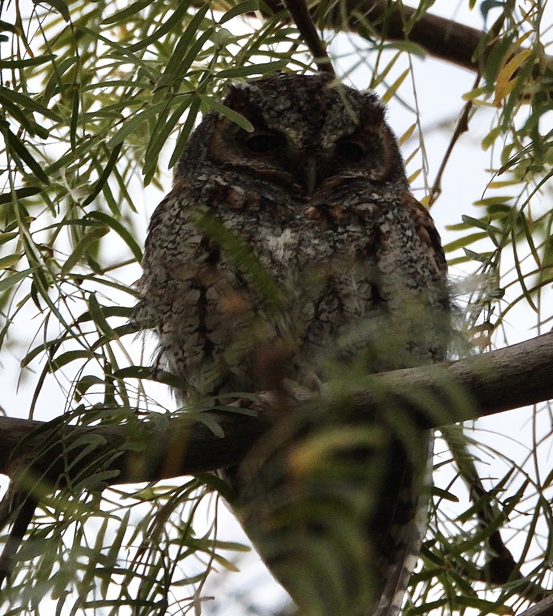 Flammulated Owl - ML646029381