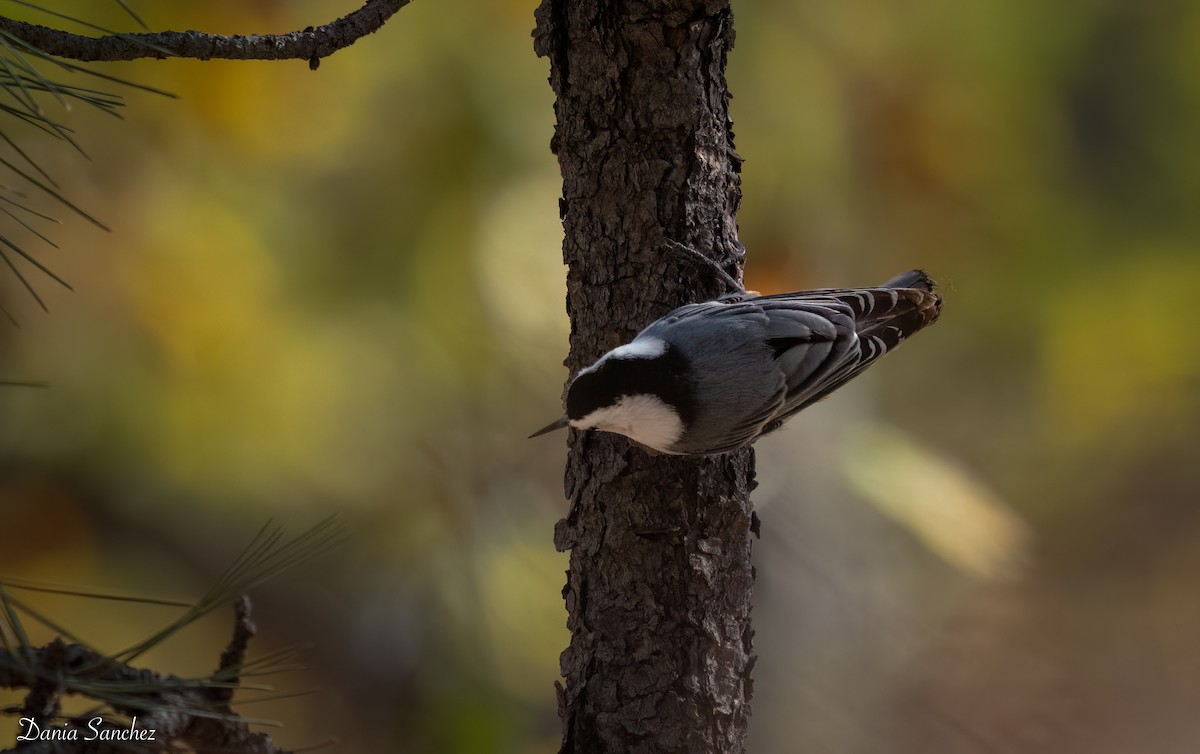 Sittelle à poitrine blanche - ML646029382