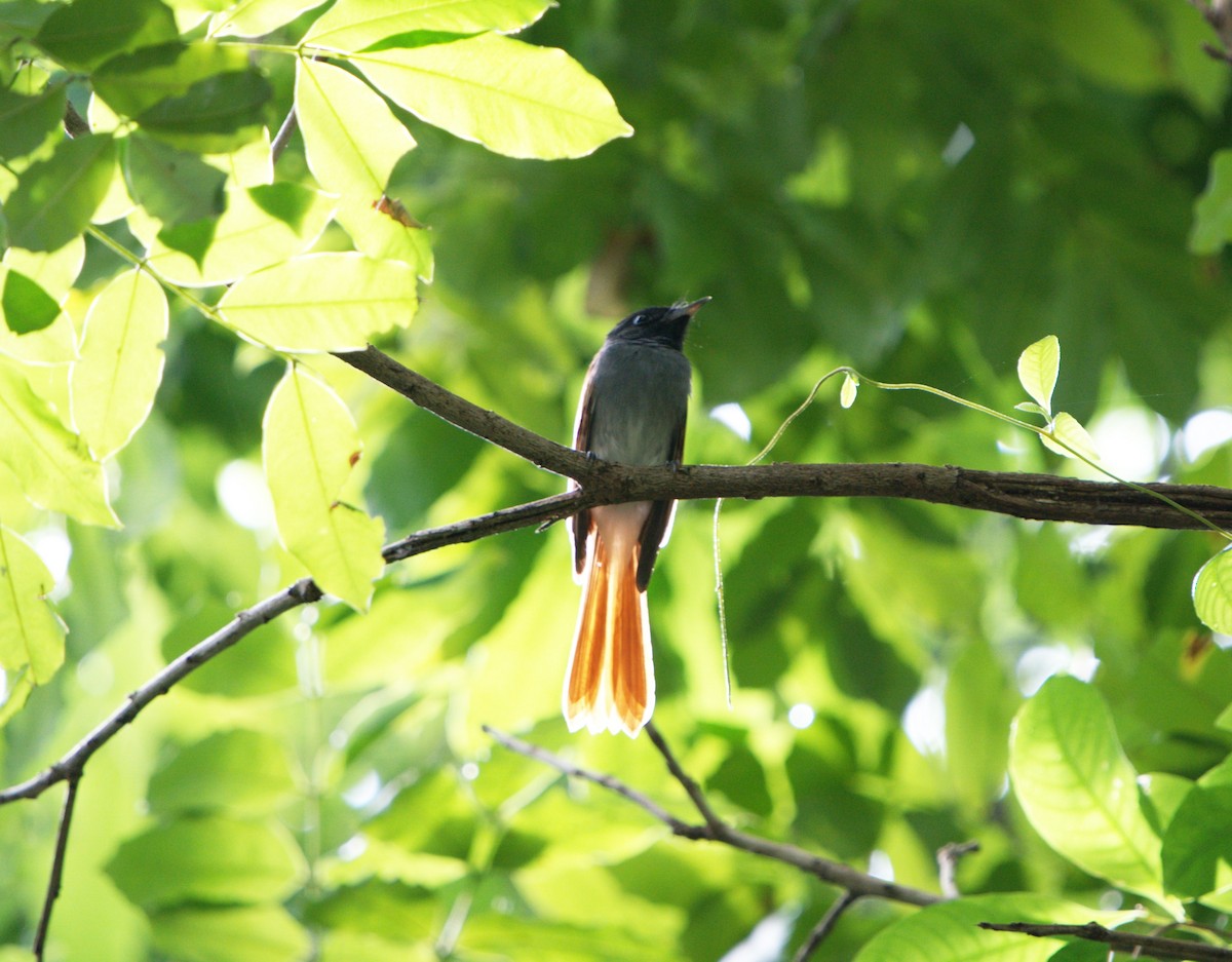 Amur Paradise-Flycatcher - ML646029389