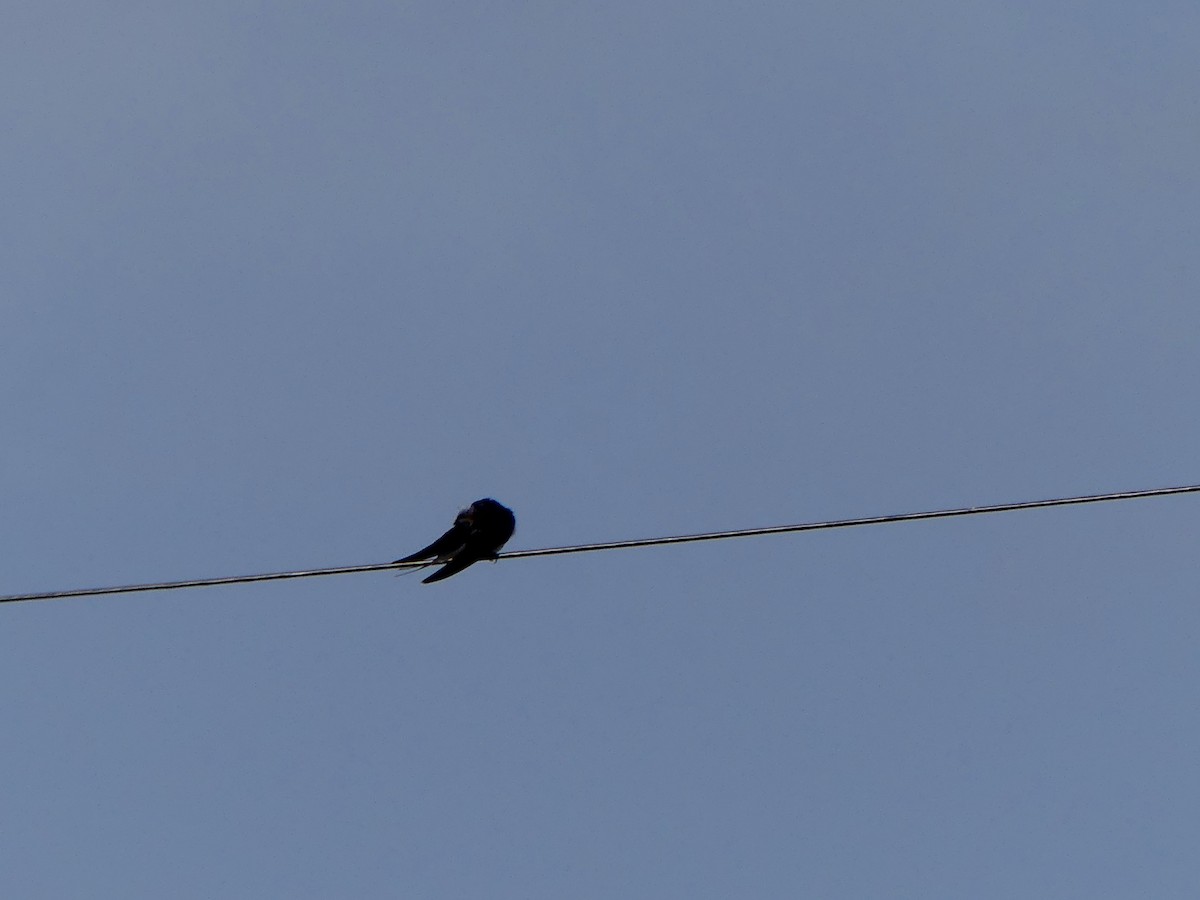 vlaštovka obecná - ML646029390