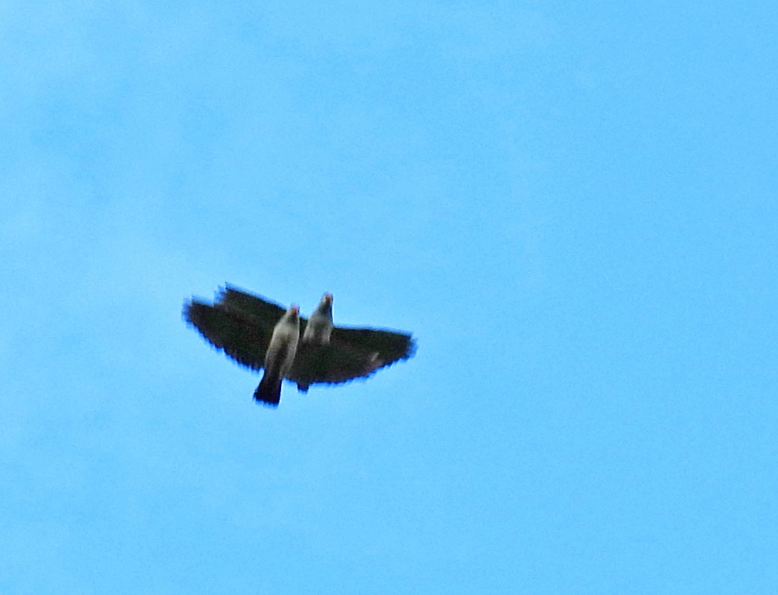 Red-billed Parrot - ML646029394