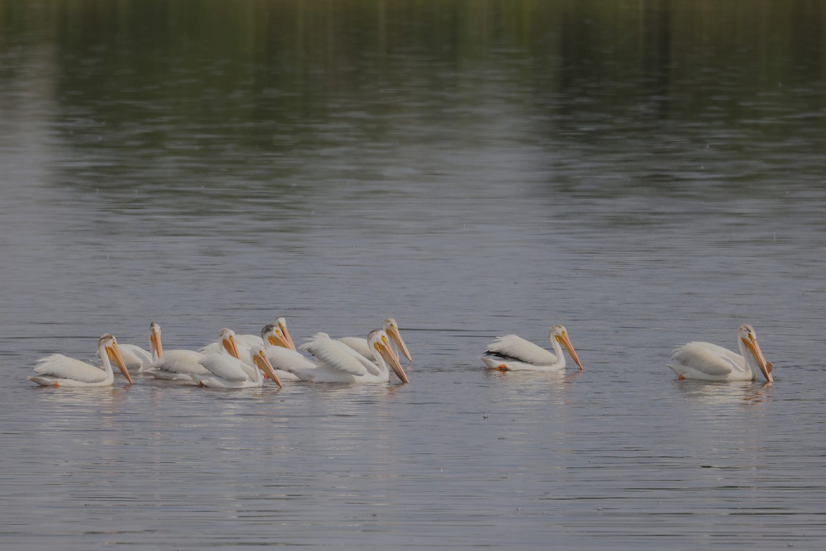 Pelícano Norteamericano - ML646029395